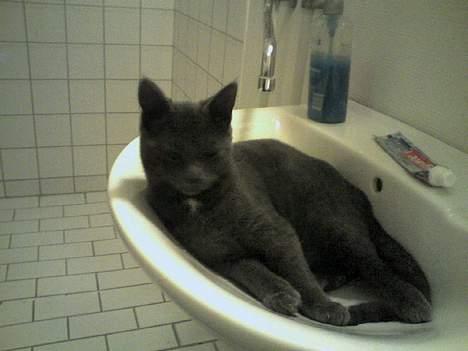 Huskat Herman - Håndvasken igen.. heh billede 15