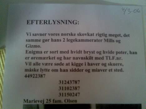 Norsk Skovkat Enigma{Forsvundet} - Efterlysning af vores kat, som er blevet PIST væk :´( billede 16