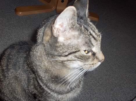 Huskat Felix billede 3