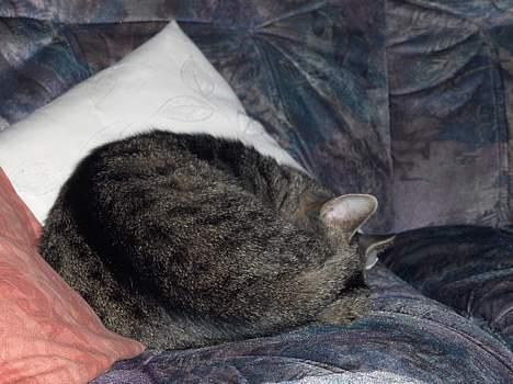 Huskat Felix - der er ikke noget så godt som en middagslur i sofaen. billede 4