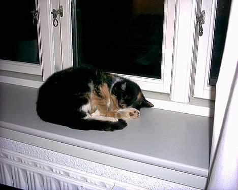 Huskat Sacha billede 7