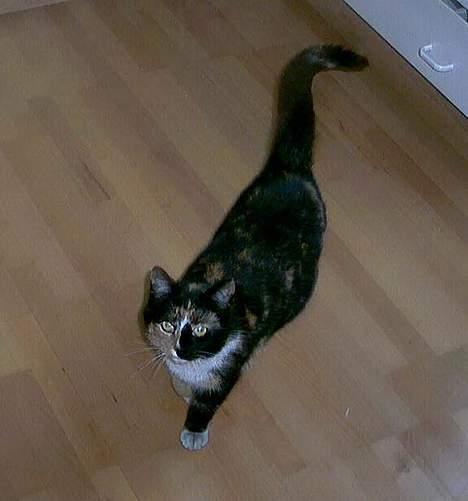 Huskat Sacha billede 8