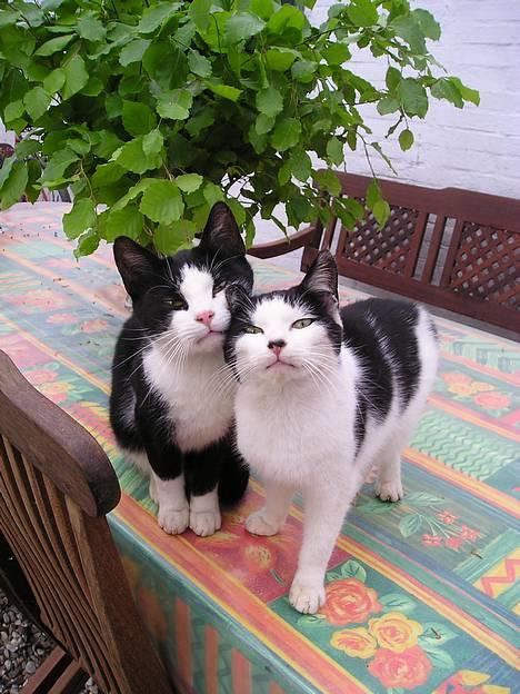 Blanding af racer Sortsnude<3 - Til højre er sortsnude og til venstre er hannibal. De bedste venner i hele verden billede 1