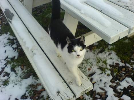 Blanding af racer Sortsnude<3 - yearrr tag et billede billede 2