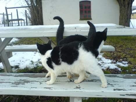 Blanding af racer Sortsnude<3 - Jeg flirter med min kæreste Hanibal ved at snuse den i røven billede 3