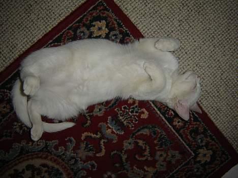 Huskat Marie - Man ligger bare SÅ godt lige her! billede 12