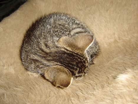 Huskat Figgo - Man ligger rigtig godt her billede 2