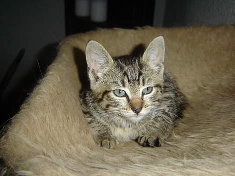 Huskat Figgo - Goodmorning everyone! billede 3