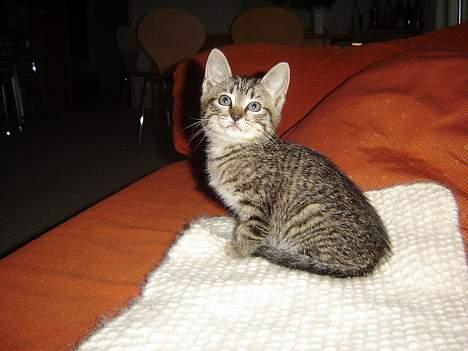 Huskat Figgo - Hvad glor du på? billede 4