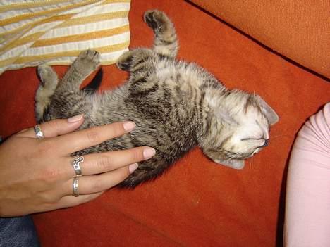 Huskat Figgo - Arh, nusning! billede 6