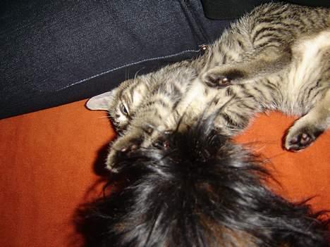 Huskat Figgo - Dumme dumme hund billede 7