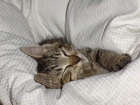 Huskat Figgo - I smørklatten billede 8