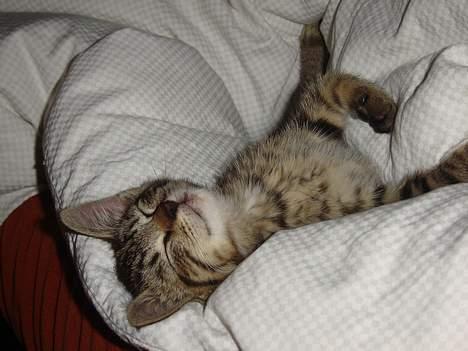 Huskat Figgo - ZZZZZzzzz billede 9