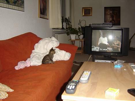 Huskat Figgo - Tv-missen billede 10