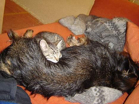 Huskat Figgo - Arh, han er måske ikke så slem alligevel? billede 11