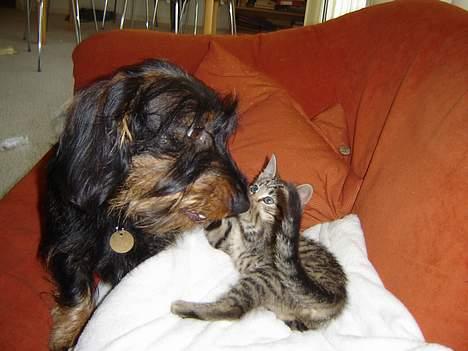 Huskat Figgo - Den hund er bare så dum! billede 12