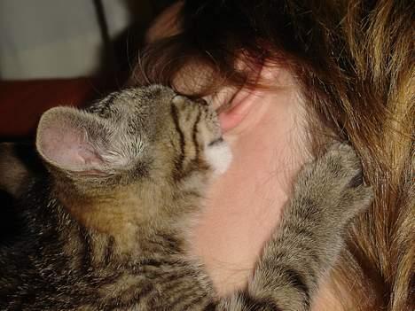 Huskat Figgo - Her sutter Figgo løs på mit øre! billede 13