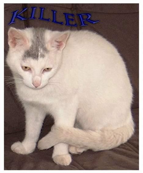 Huskat ** Killer ** (Bortløbet) - KØNNE KILLER MISSEN... (se knækket på halen) billede 16