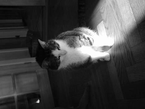 Blanding af racer Olivor billede 11