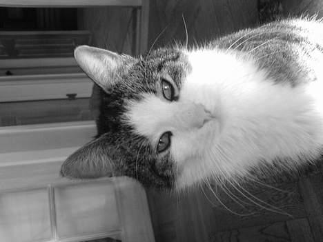 Blanding af racer Olivor billede 12