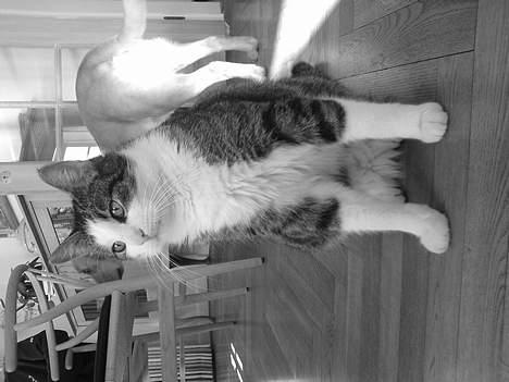 Blanding af racer Olivor billede 13