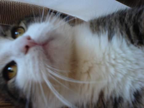 Blanding af racer Olivor billede 14