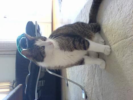 Blanding af racer Olivor billede 15