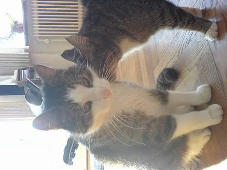 Blanding af racer Olivor billede 16