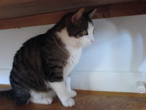 Blanding af racer Olivor billede 17