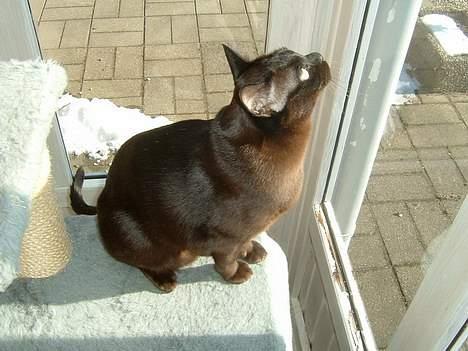 Burmeser Isis of Magicat Dk billede 3