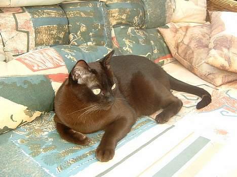 Burmeser Isis of Magicat Dk billede 4