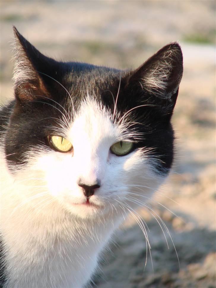 Huskat Becki - smukke missen billede 1