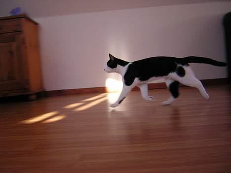 Huskat Becki - pølse med 4 ben katten billede 2