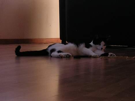 Huskat Becki - kom nu beve dig  billede 3