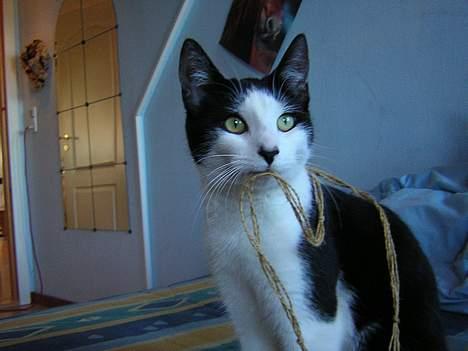 Huskat Becki - hvad var det billede 4