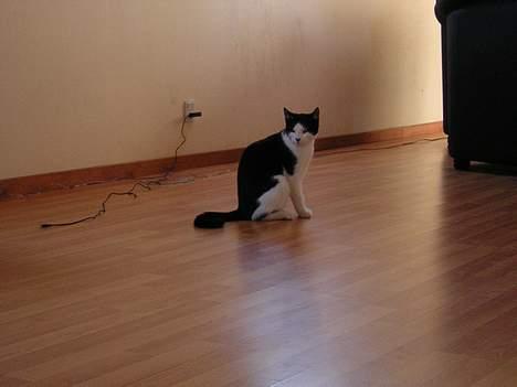 Huskat Becki - gab kom nu med det legetøj  billede 5