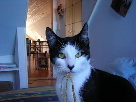 Huskat Becki - davs du billede 6