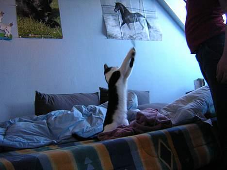 Huskat Becki - lege jubii billede 7