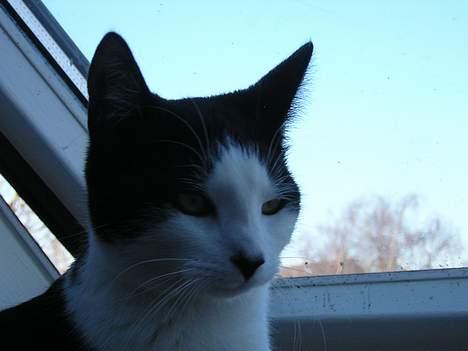 Huskat Becki - LAd mig VÆRE i fred! billede 8