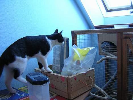 Huskat Becki - Ahh.. En Chinchilla.. Passer fint, for jeg er sulten :-P billede 9