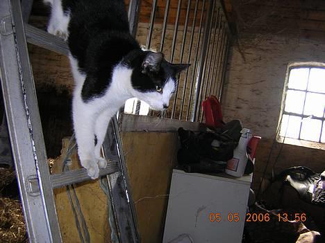 Huskat Becki billede 10