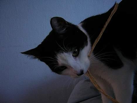 Huskat Becki - prøver at bide snoren over he he billede 11