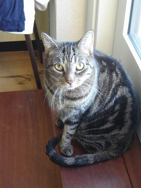 Huskat Silke - Ja ja så fik du et billede af mig  billede 13