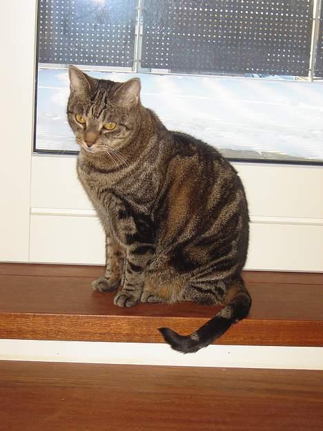 Huskat Silke - og endnu et ......... billede 14