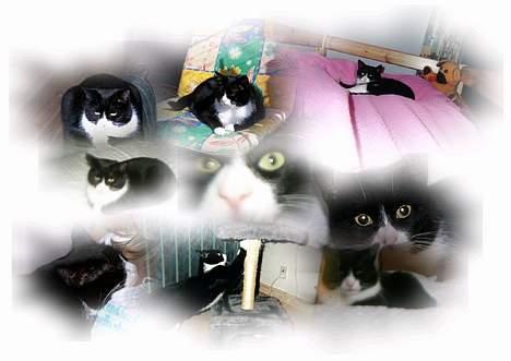 Huskat Emma billede 2