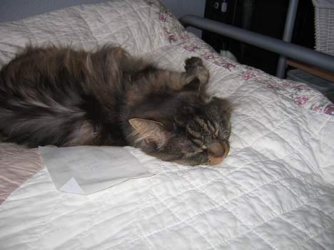 Maine Coon Victor billede 14