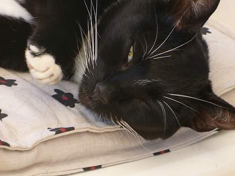 Blanding af racer Sorte<3 - Ja, jeg har set dig ;P billede 1