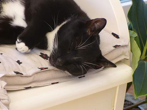 Blanding af racer Sorte<3 - Uhh, det er så dejligt at ligge og slappe af ;) billede 2