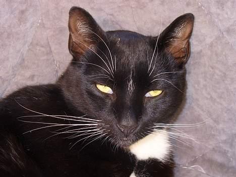 Blanding af racer Sorte<3 - Nu må du være færdig med de billeder :P billede 3