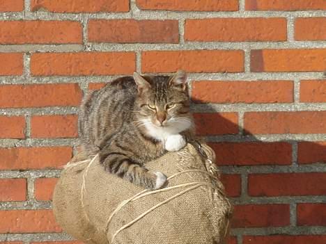 Huskat Laban  billede 10